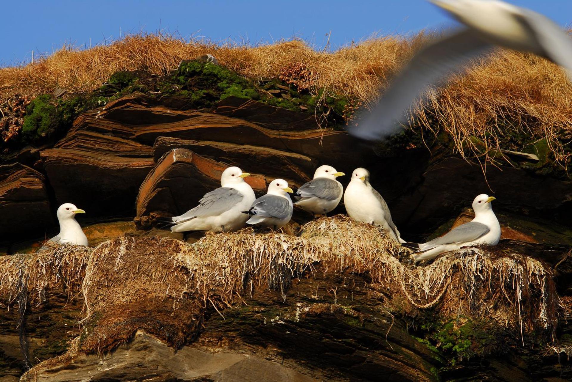 Ekker Island Arctic Vadso